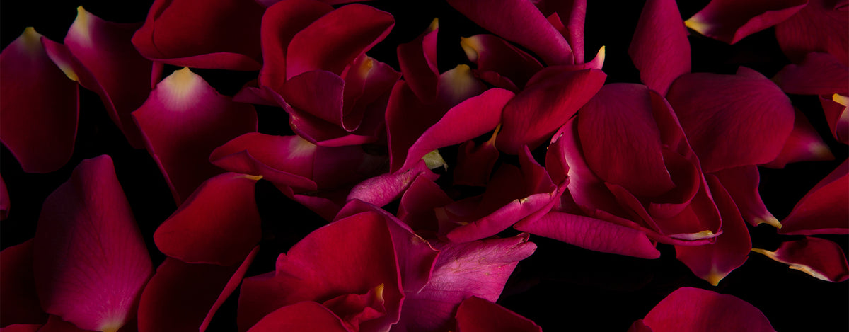 Rose Petals with a black background