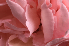 Eau de Parfum - Musk, seductive and comforting Perfume DESERT ROSE - 10ml