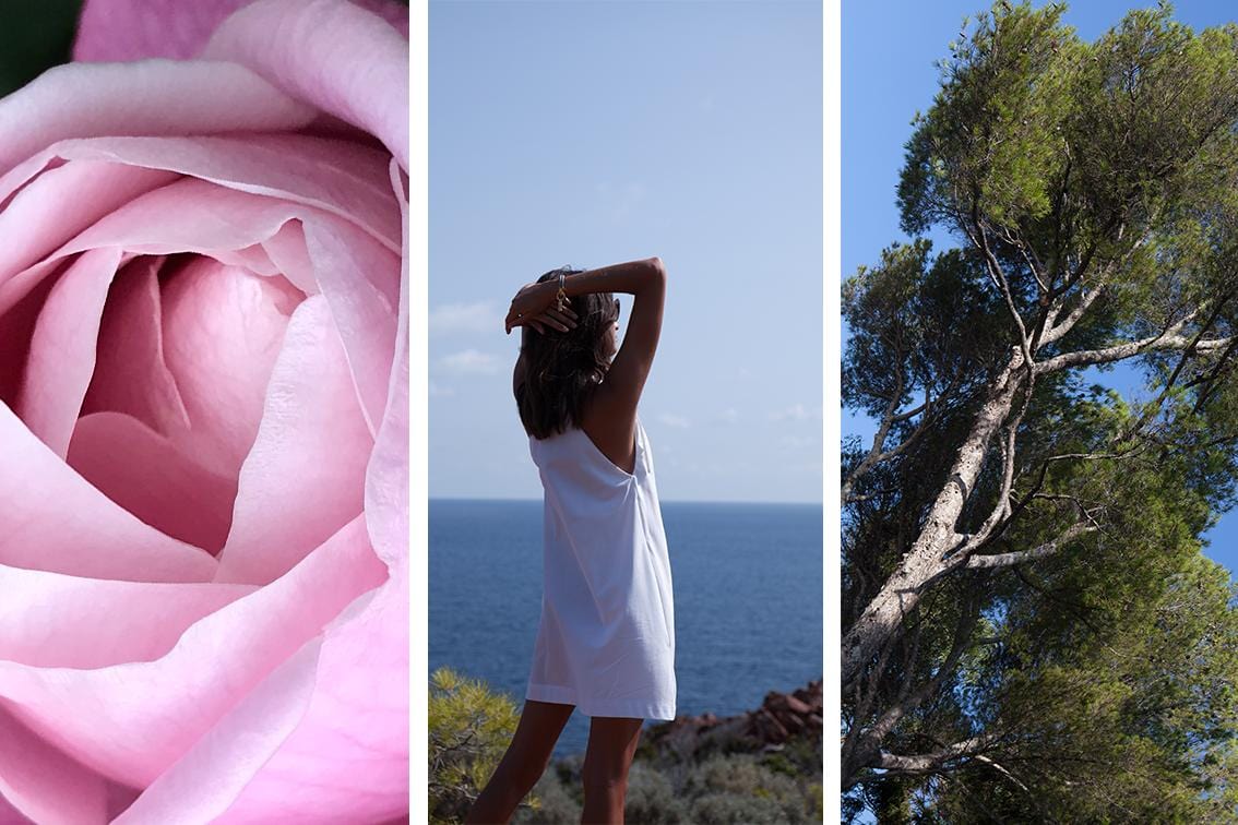 three lifestyle images side by side: a light pink rose, a woman overlooking the sea, and tree.