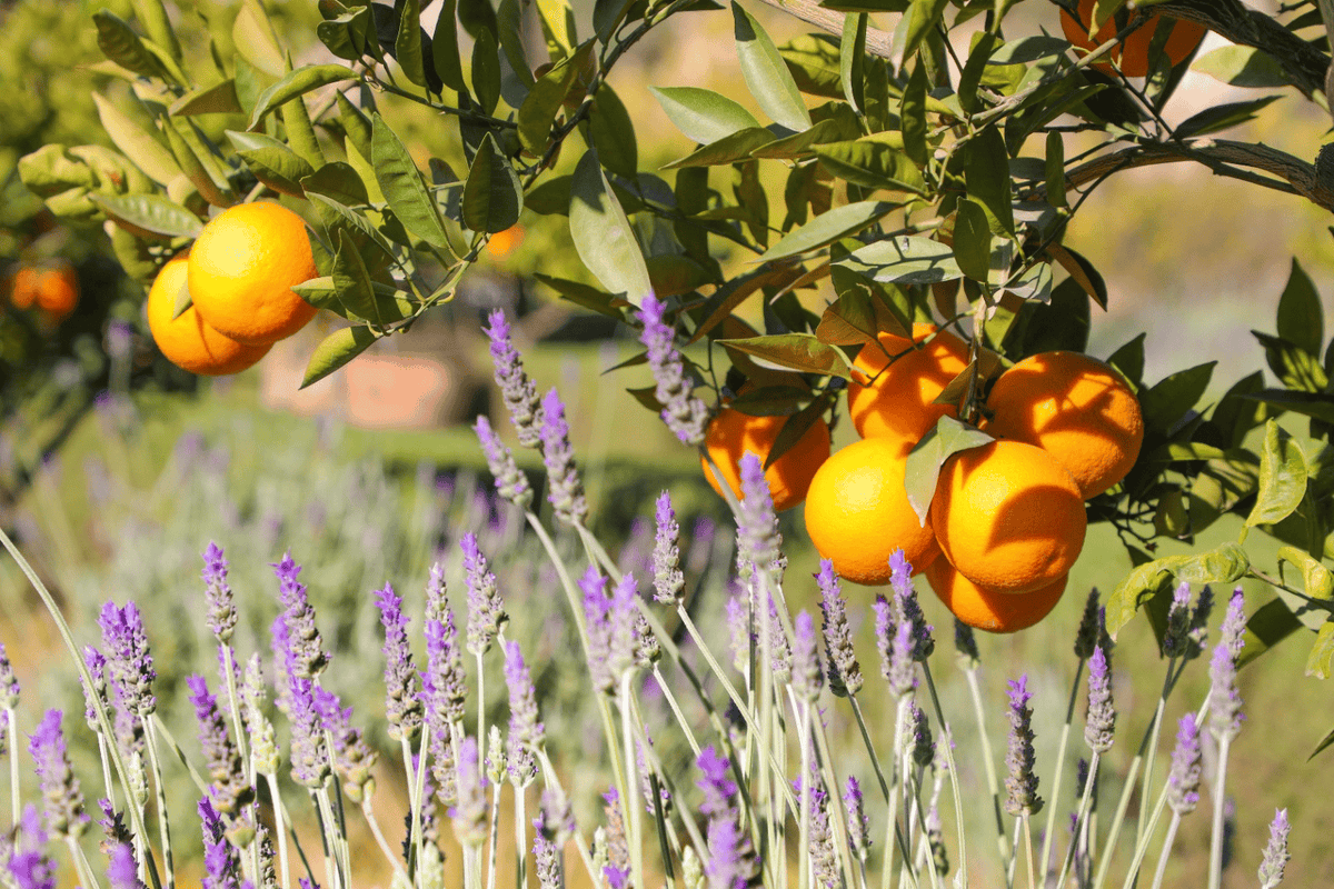 Mediterranean orange tree and lavender — Olfactive Family