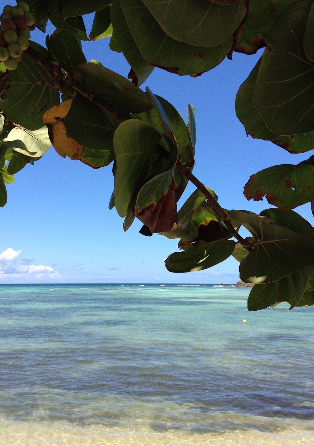 Sea grape leaves above turquoise water