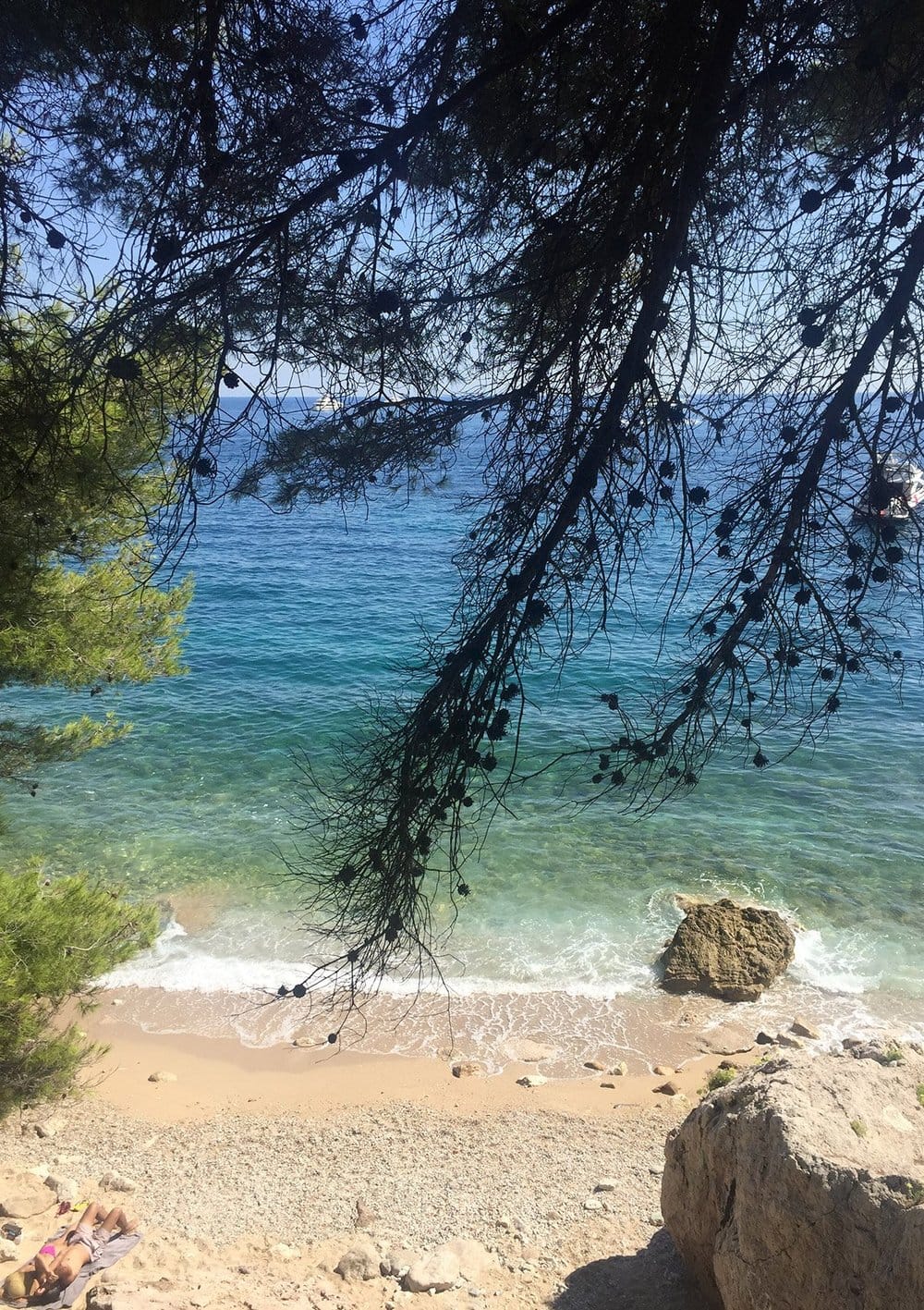 Pine branches over Mediterranean shore
